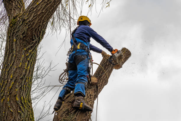 Best Tree Health Inspection  in Bazon, CA