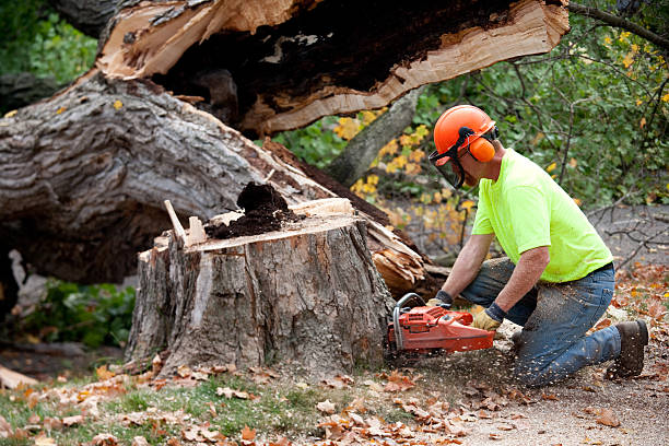 Best Tree Removal  in Bazon, CA